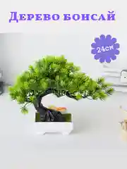 Тёмно-зелёный дерево Бонсай