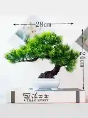 Тёмно-зелёный дерево Бонсай