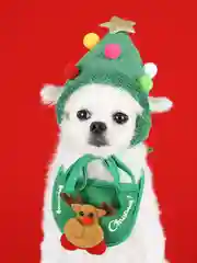 Зеленый новогодний костюм для кошек и собак, новогодняя одежда, 2 цвета