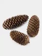 Натуральные еловые шишки (3 шт)