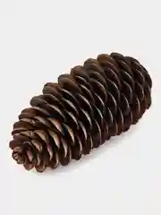 Натуральные еловые шишки (3 шт)
