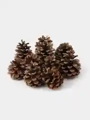 Крупные шишки Пицундской сосны 6-8 см, 10 штук