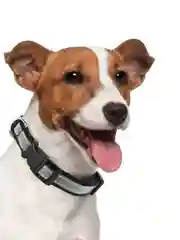 Ошейник Аркон DOG&VOGUE, со светоотражающей полосой, ширина 20 мм, черный