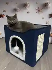 Домик для кошки с лежанкой и когтеточкой