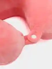 Розовый анатомическая подушка Memory foam (с эффектом памяти), 10 видов