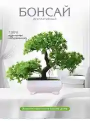 Лайм дерево Бонсай