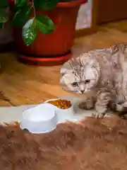 Белый миска для кошек и собак, двойная