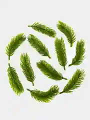 Ветки лапки еловые для рукоделия 8 и 10 см