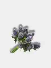 Лавандовый ягоды на ветке сахарные, искусственные, шишки, на проволоке, новогодний декор, для поделок