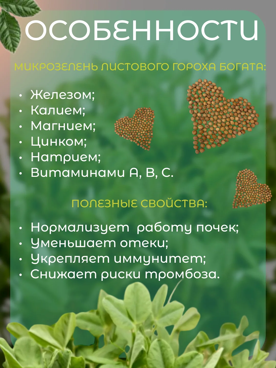Коричневый набор для выращивания микрозелени: Подсолнечник, Горох Мадрас, Горох Листовой