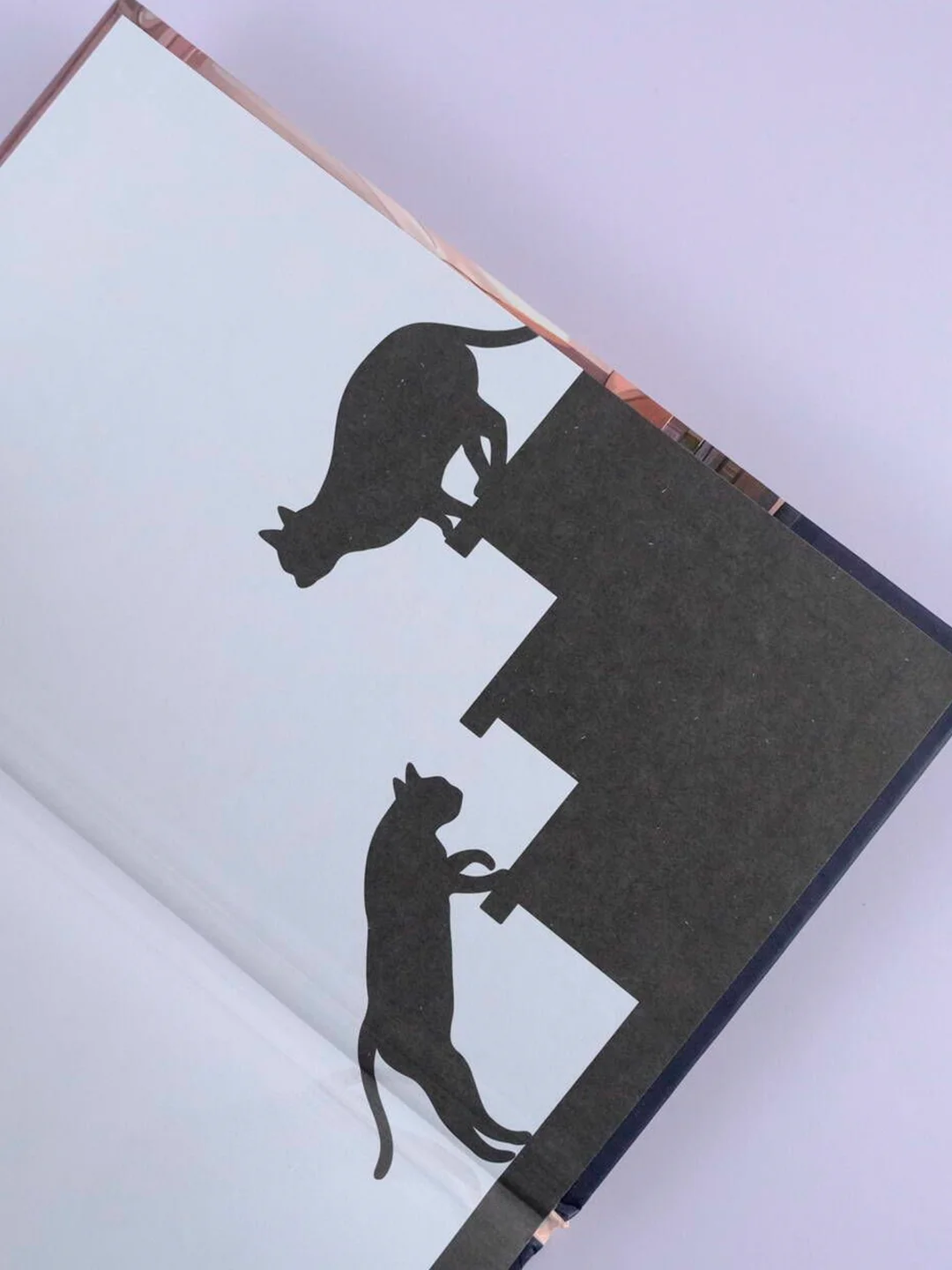 Книга АСТ Она и ее кот