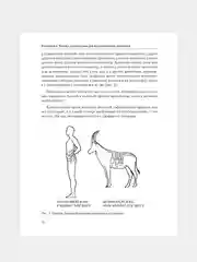 Книга АСТ Висцералка. Техника самомассажа для восстановления организма.