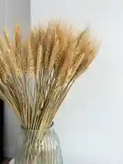 Колосья пшеницы сухоцвет