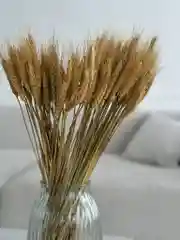 Колосья пшеницы сухоцвет