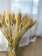 Колосья пшеницы сухоцвет