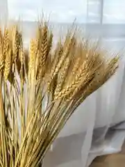 Колосья пшеницы сухоцвет