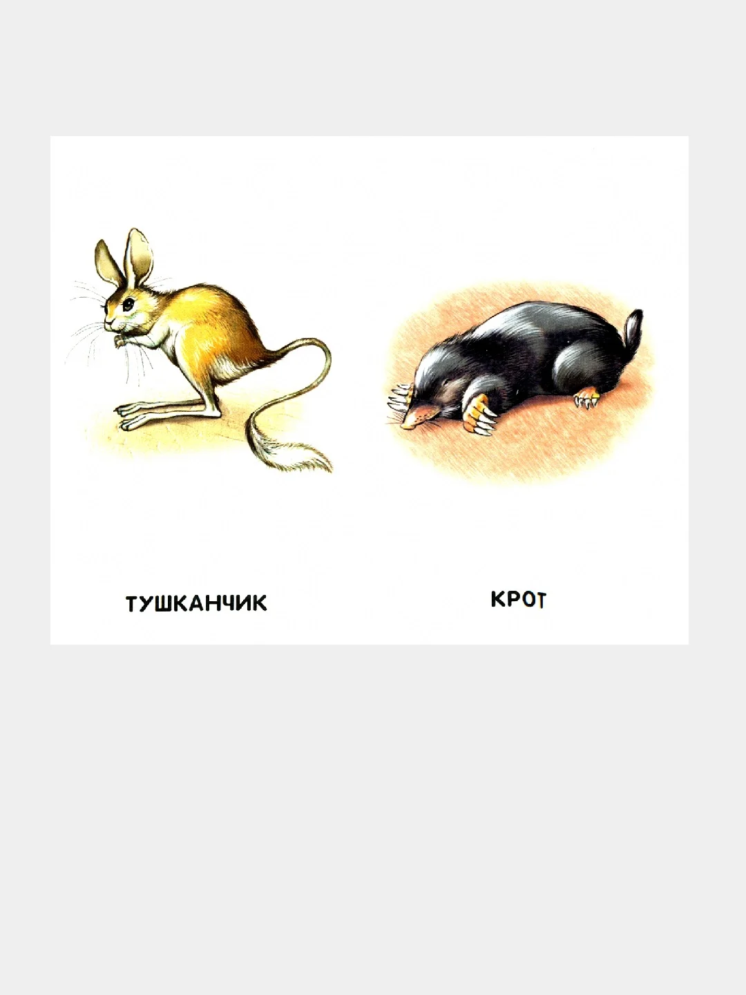 Сиреневые книжки (F) - Любимые животные