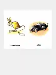 Сиреневые книжки (F) - Любимые животные