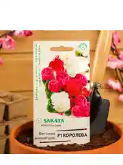 Семена цветов Бегония "Королева", ц/п, F1, вечноцветущая, махровая, смесь, гранулы, 4 шт