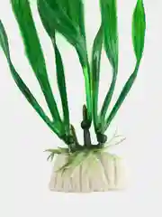 Зеленый водоросли для аквариума