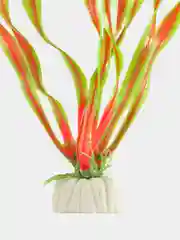 Кораллово-розовый водоросли для аквариума