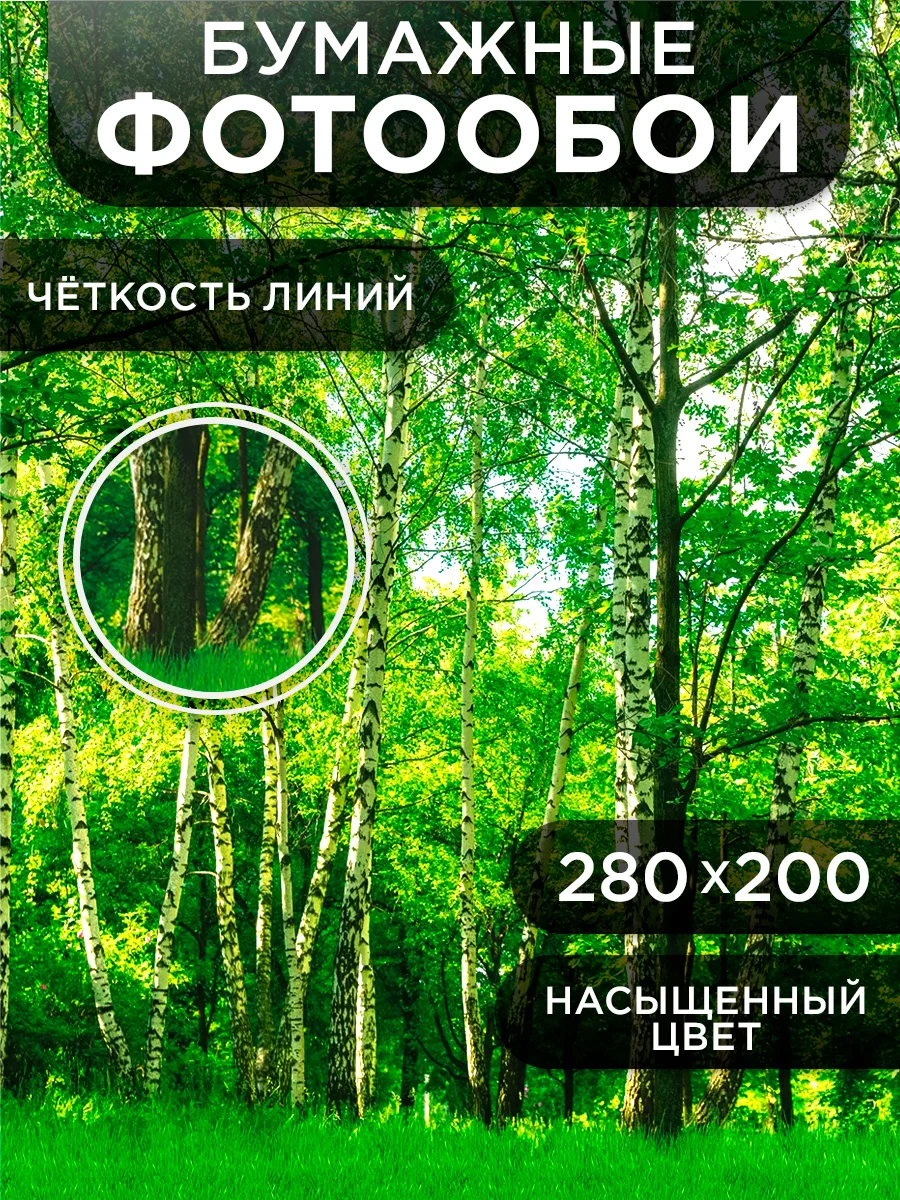 Фотообои бумажные Симфония "Берёзовая роща", 280х200 см