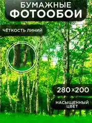 Фотообои бумажные Симфония "Берёзовая роща", 280х200 см