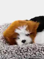 Коричневый мягкая игрушка "Спящий котик и щенок на подушке" со звуками