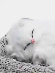 Молочный мягкая игрушка "Спящий котик и щенок на подушке" со звуками
