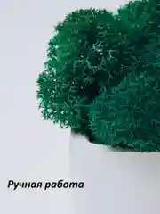 Белый набор декоративных кашпо со стабилизированным мхом