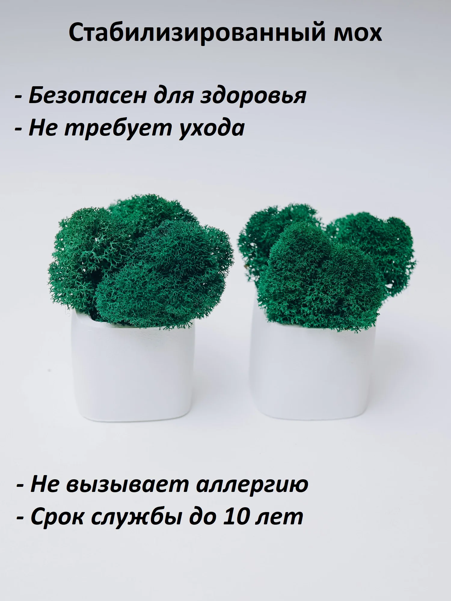Белый набор декоративных кашпо со стабилизированным мхом