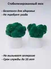 Белый набор декоративных кашпо со стабилизированным мхом