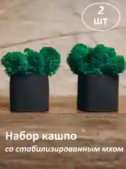 Набор декоративных кашпо со стабилизированным мхом
