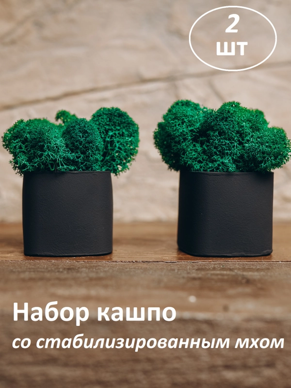 Набор декоративных кашпо со стабилизированным мхом