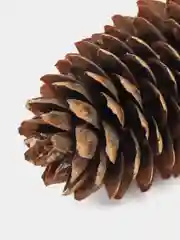 Шишки еловые