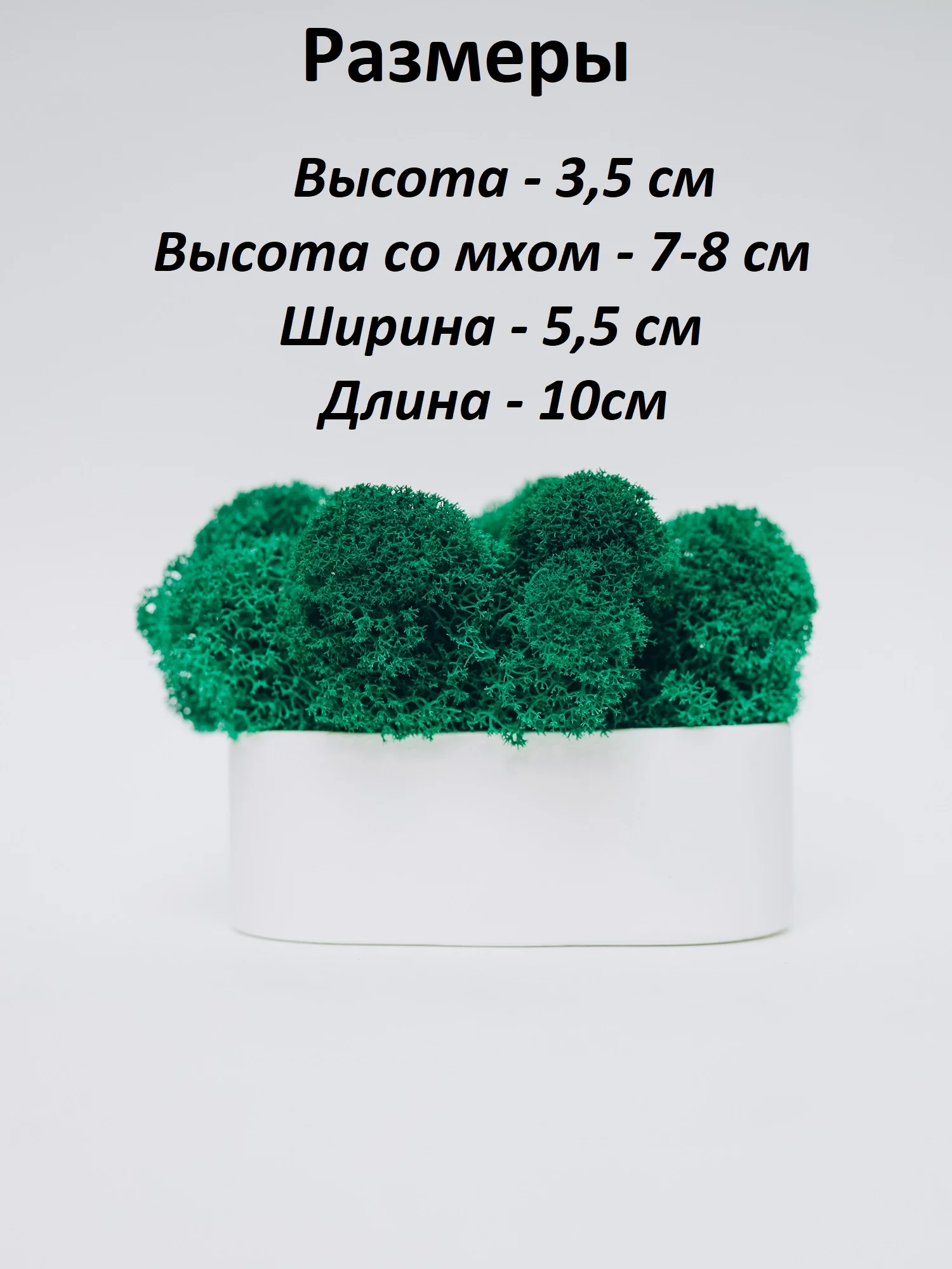 Белый кашпо из гипса со стабилизированным мхом