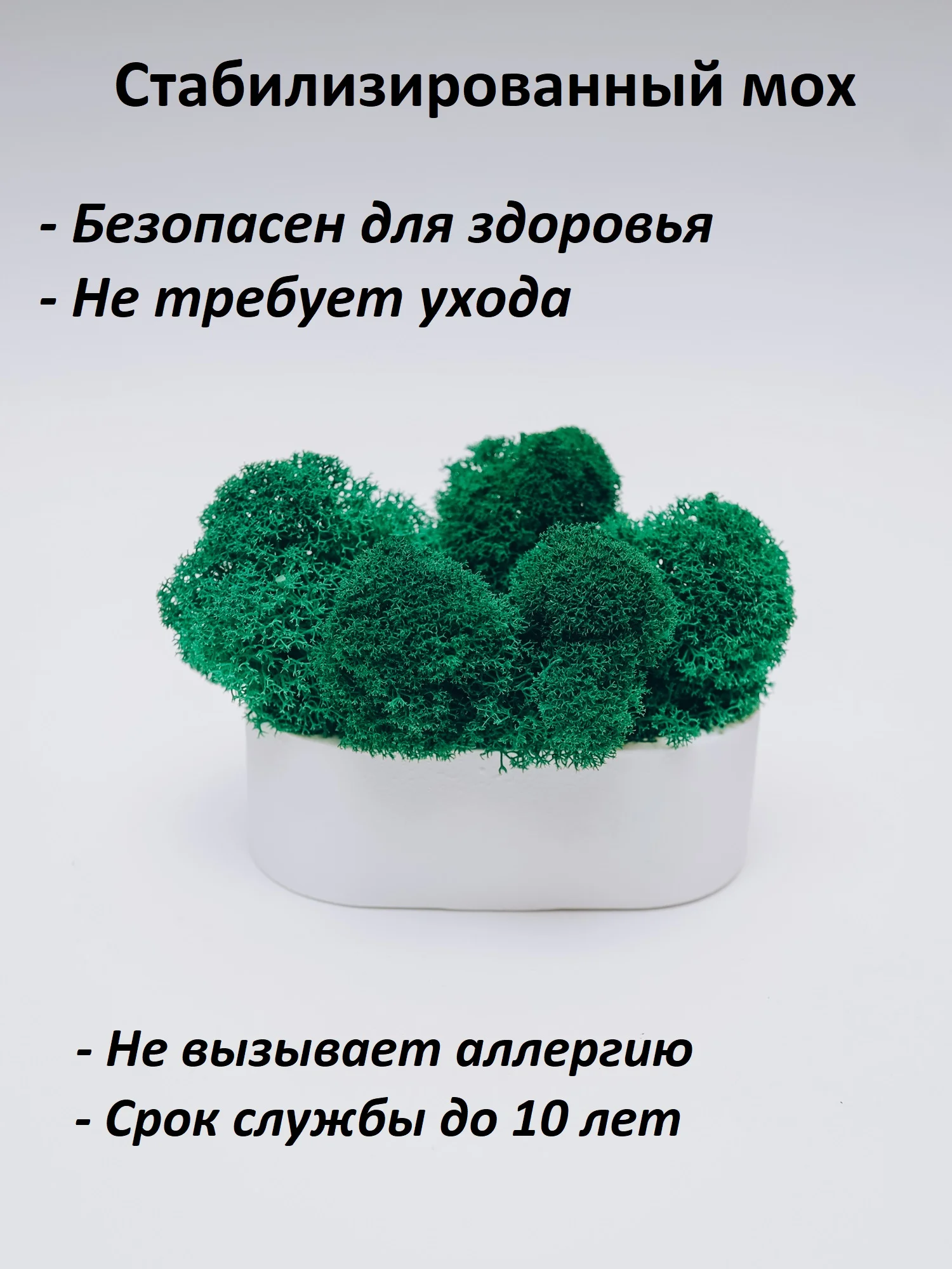 Белый кашпо из гипса со стабилизированным мхом