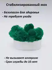 Белый кашпо из гипса со стабилизированным мхом