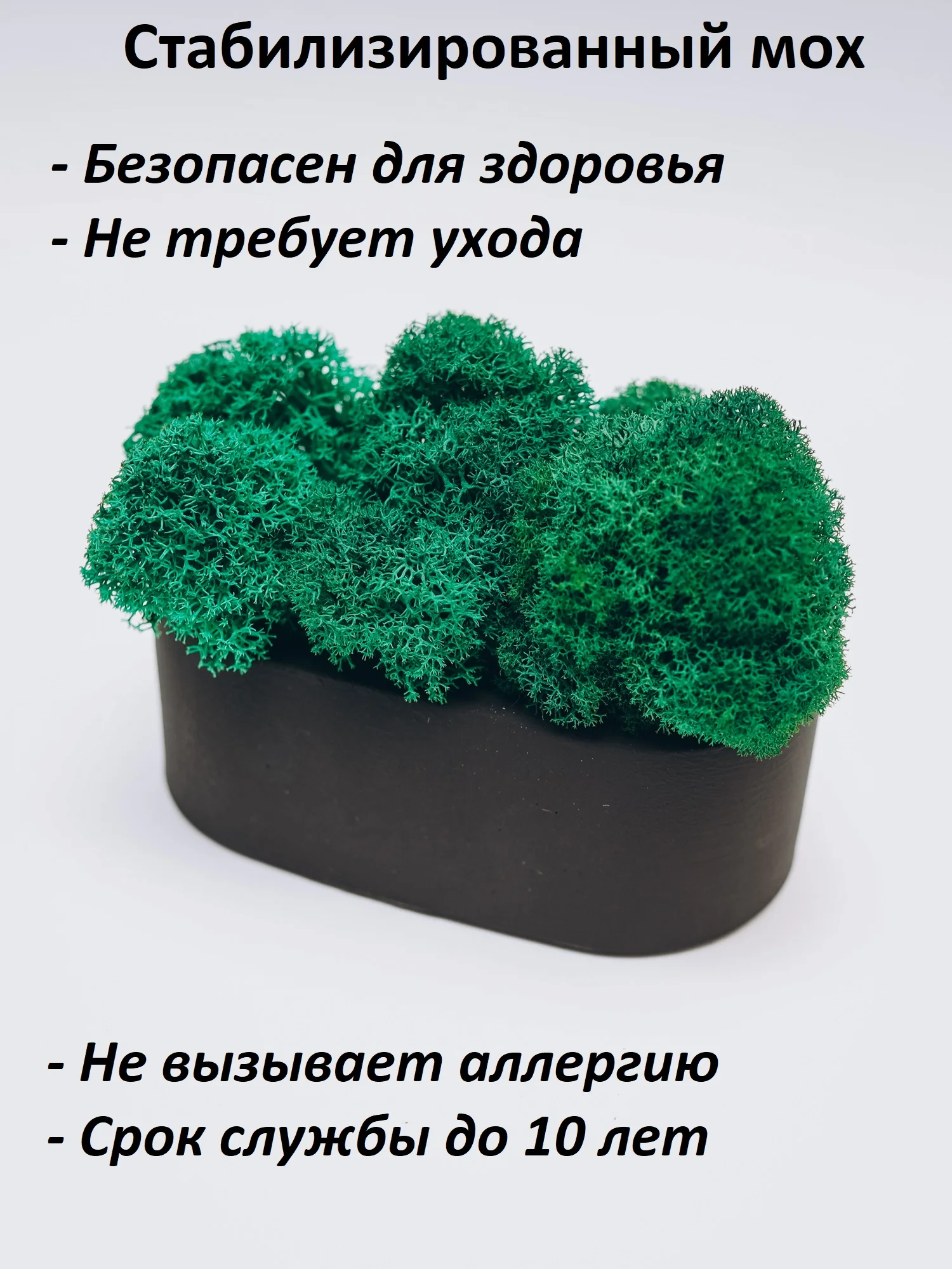 Черный кашпо из гипса со стабилизированным мхом