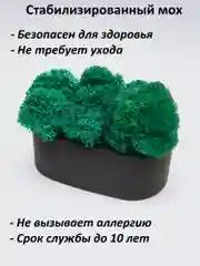 Черный кашпо из гипса со стабилизированным мхом