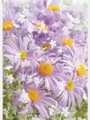 Фотообои Симфония "Чудное мгновение"