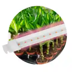 Фитосветильник для рассады, комнатных растений, фитолампа, светодиодный Эра
