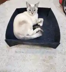 Лежанка для кошек и собак