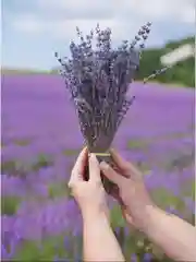 Букет лаванды крымской, сухоцвет для декора