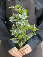 Разноцветный искусственная зелень фикус, эвкалипт, пальма