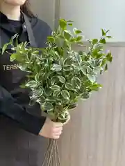 Искусственная зелень фикус, эвкалипт, пальма