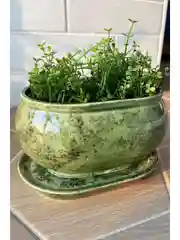Зеленый горшок с подставкой Tango