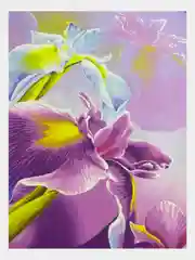 Постельное белье 1,5 сп / 2 спальное / евро / семейный Поплин ivSubelIa "Ирисы", 70x70