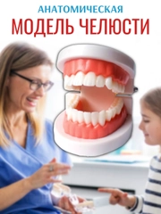 Модель зубов, макет челюсти, стоматологическая модель челюсти