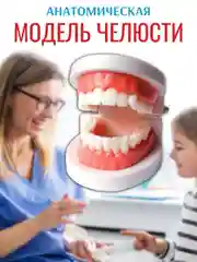 Модель зубов, макет челюсти, стоматологическая модель челюсти